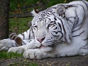 FWZoo_WHT-Tiger (9)